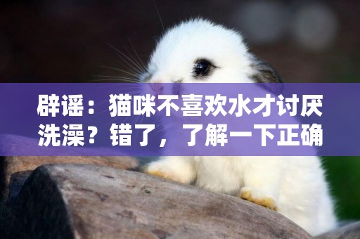 辟謠：貓咪不喜歡水才討厭洗澡？錯了，了解一下正確的洗貓知識 