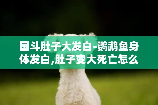 國斗肚子大發白-鸚鵡魚身體發白,肚子變大死亡怎么回事