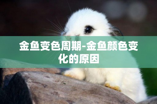 金魚變色周期-金魚顏色變化的原因