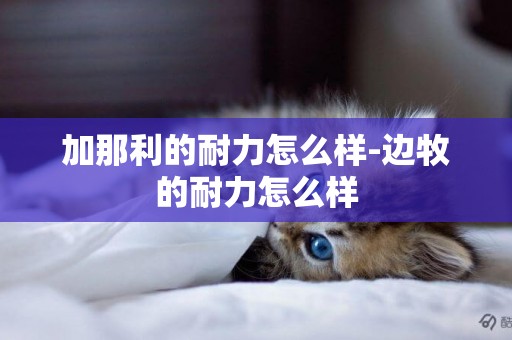 加那利的耐力怎么樣-邊牧的耐力怎么樣