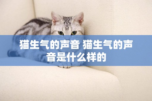 貓生氣的聲音 貓生氣的聲音是什么樣的