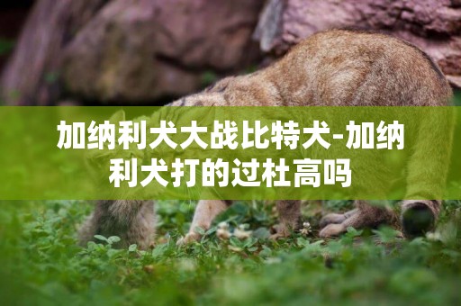 加納利犬大戰比特犬-加納利犬打的過杜高嗎