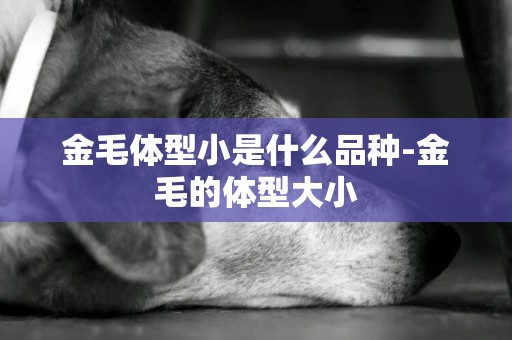 金毛體型小是什么品種-金毛的體型大小