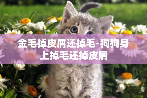 金毛掉皮屑還掉毛-狗狗身上掉毛還掉皮屑
