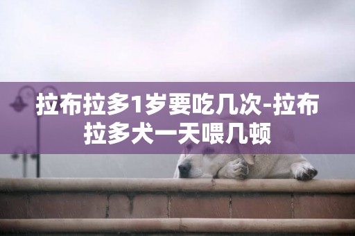 拉布拉多1歲要吃幾次-拉布拉多犬一天喂幾頓