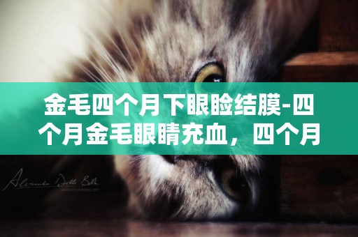金毛四個月下眼瞼結膜-四個月金毛眼睛充血，四個月金毛眼角充血了