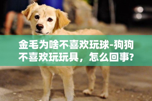金毛為啥不喜歡玩球-狗狗不喜歡玩玩具，怎么回事? 怎么讓他喜歡玩？