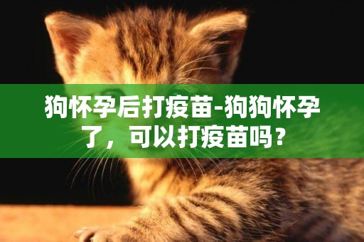 狗懷孕后打疫苗-狗狗懷孕了，可以打疫苗嗎？