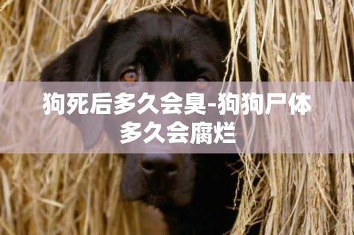 狗死后多久會臭-狗狗尸體多久會腐爛