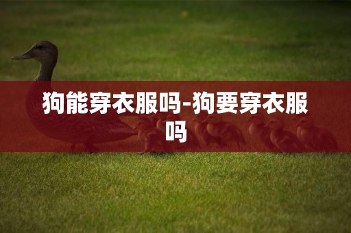 狗能穿衣服嗎-狗要穿衣服嗎