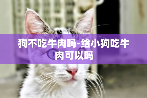 狗不吃牛肉嗎-給小狗吃牛肉可以嗎