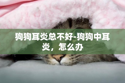 狗狗耳炎總不好-狗狗中耳炎，怎么辦