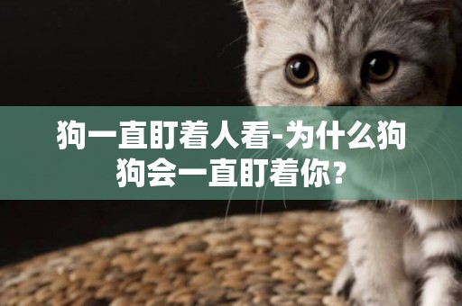 狗一直盯著人看-為什么狗狗會一直盯著你？