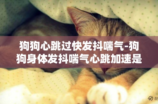 狗狗心跳過快發抖喘氣-狗狗身體發抖喘氣心跳加速是怎么回事