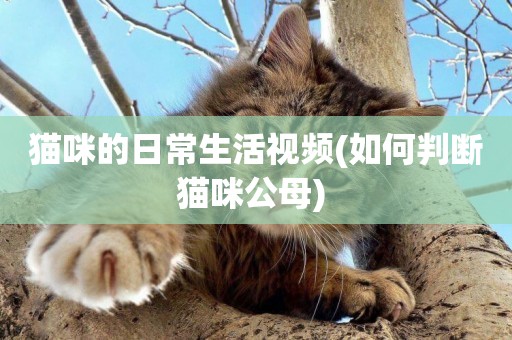 貓咪的日常生活視頻(如何判斷貓咪公母) 
