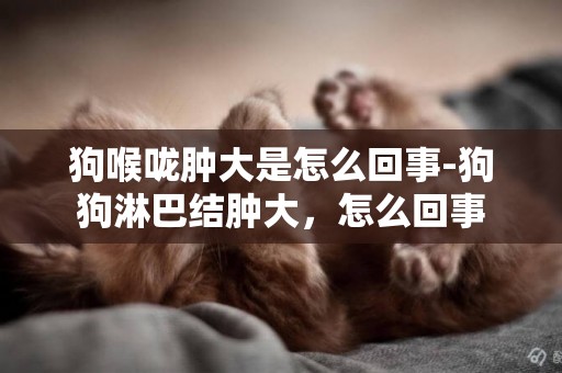 狗喉嚨腫大是怎么回事-狗狗淋巴結腫大，怎么回事