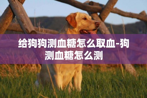 給狗狗測血糖怎么取血-狗測血糖怎么測
