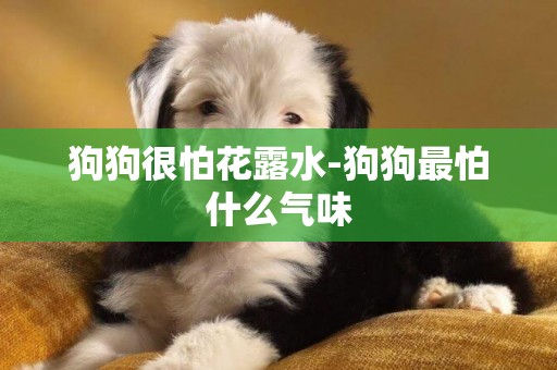 狗狗很怕花露水-狗狗最怕什么氣味