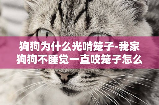 狗狗為什么光啃籠子-我家狗狗不睡覺一直咬籠子怎么辦