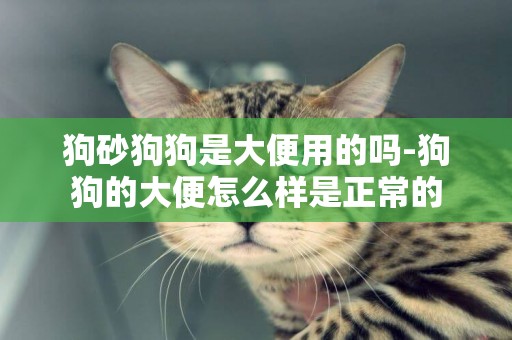 狗砂狗狗是大便用的嗎-狗狗的大便怎么樣是正常的