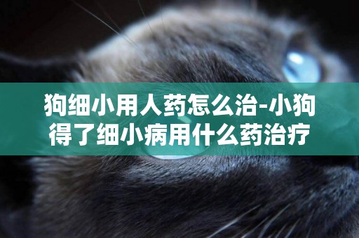 狗細小用人藥怎么治-小狗得了細小病用什么藥治療