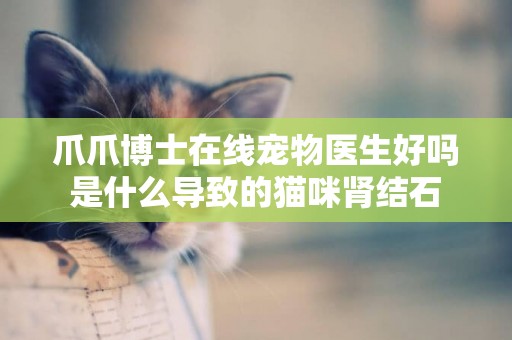 爪爪博士在線寵物醫生好嗎 是什么導致的貓咪腎結石 