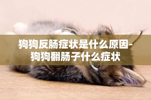 狗狗反腸癥狀是什么原因-狗狗翻腸子什么癥狀