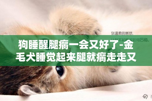 狗睡醒腿瘸一會又好了-金毛犬睡覺起來腿就瘸走走又好了怎么回事