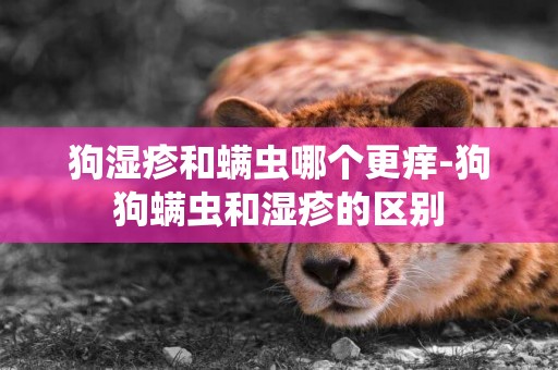 狗濕疹和螨蟲哪個更癢-狗狗螨蟲和濕疹的區別