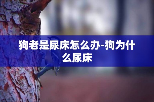 狗老是尿床怎么辦-狗為什么尿床