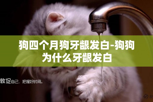 狗四個月狗牙齦發白-狗狗為什么牙齦發白
