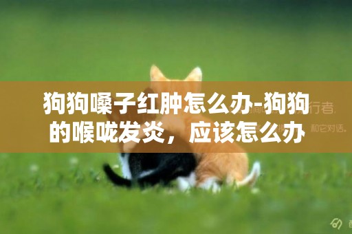 狗狗嗓子紅腫怎么辦-狗狗的喉嚨發炎，應該怎么辦