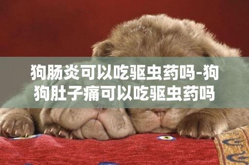 狗腸炎可以吃驅蟲藥嗎-狗狗肚子痛可以吃驅蟲藥嗎