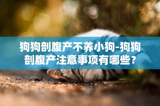 狗狗剖腹產不養小狗-狗狗剖腹產注意事項有哪些？