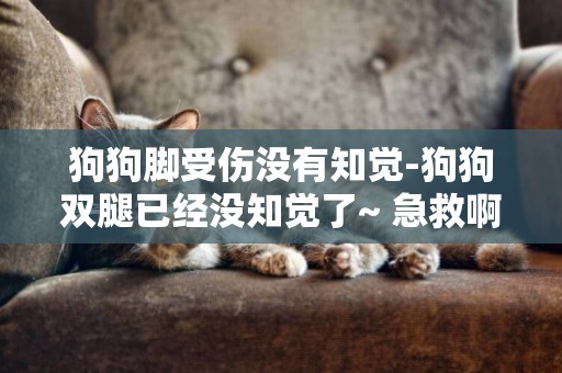 狗狗腳受傷沒有知覺-狗狗雙腿已經沒知覺了~ 急救啊~