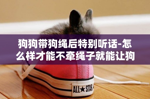狗狗帶狗繩后特別聽話-怎么樣才能不牽繩子就能讓狗狗聽話??