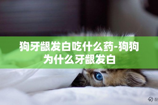 狗牙齦發白吃什么藥-狗狗為什么牙齦發白