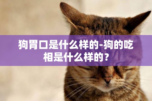 狗胃口是什么樣的-狗的吃相是什么樣的？