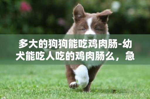 多大的狗狗能吃雞肉腸-幼犬能吃人吃的雞肉腸么，急