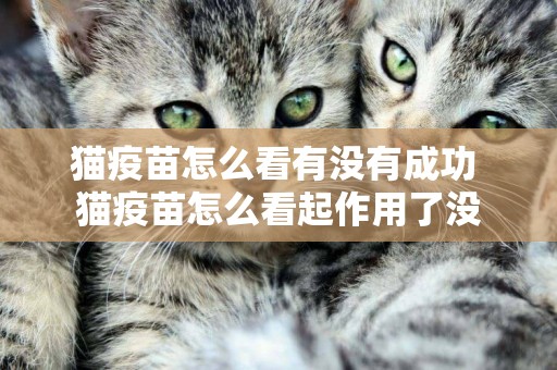 貓疫苗怎么看有沒有成功 貓疫苗怎么看起作用了沒