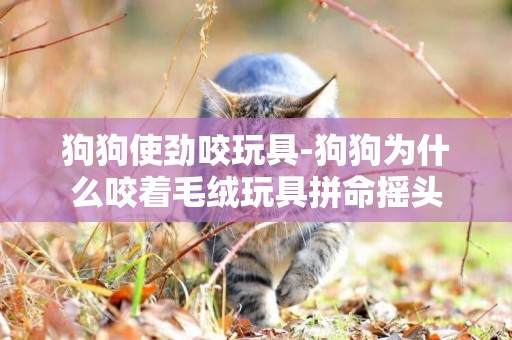 狗狗使勁咬玩具-狗狗為什么咬著毛絨玩具拼命搖頭