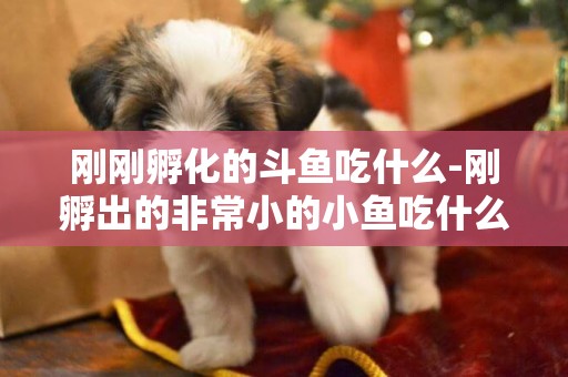 剛剛孵化的斗魚吃什么-剛孵出的非常小的小魚吃什么
