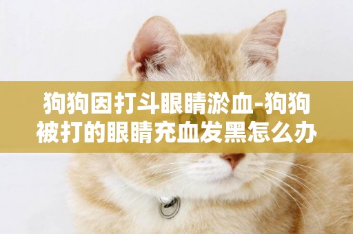 狗狗因打斗眼睛淤血-狗狗被打的眼睛充血發黑怎么辦