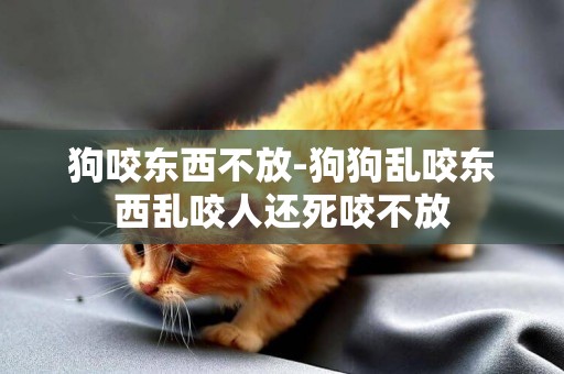 狗咬東西不放-狗狗亂咬東西亂咬人還死咬不放