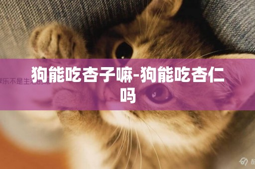 狗能吃杏子嘛-狗能吃杏仁嗎