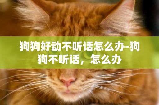 狗狗好動不聽話怎么辦-狗狗不聽話，怎么辦