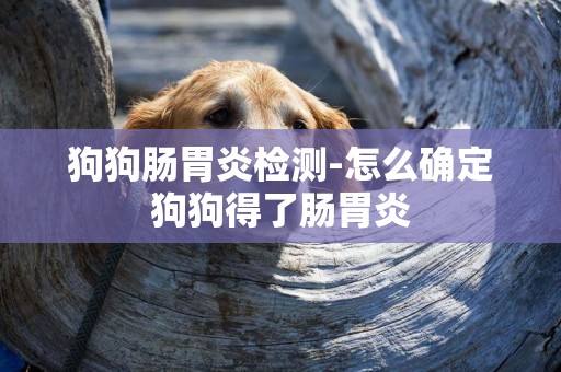 狗狗腸胃炎檢測-怎么確定狗狗得了腸胃炎
