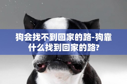 狗會找不到回家的路-狗靠什么找到回家的路?
