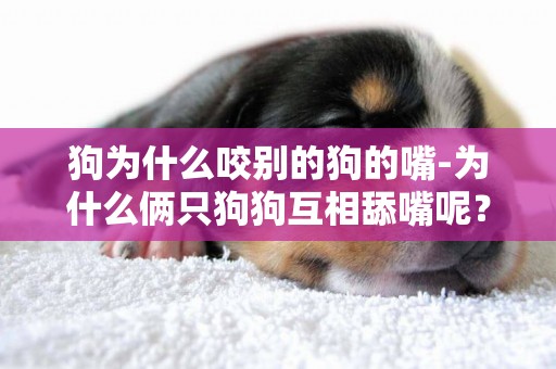 狗為什么咬別的狗的嘴-為什么倆只狗狗互相舔嘴呢？