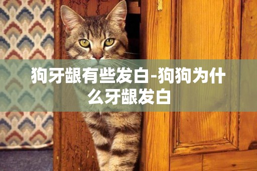 狗牙齦有些發白-狗狗為什么牙齦發白
